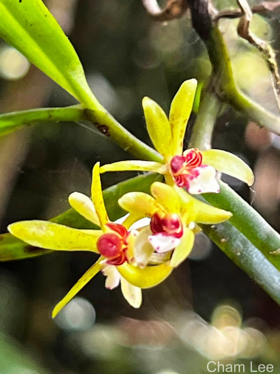 Trichoglottis longifolia Atthan., C.Bandara, N.L.Bandara & Kumar